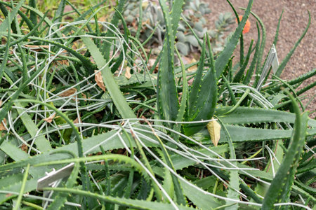 Saint Gallen, Switzerland, November 14, 2023 Aloe Dyeri plant at the botanical gardenの写真素材