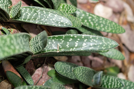 Saint Gallen, Switzerland, November 14, 2023 Gasteria Baylissiana plant at the botanical garden