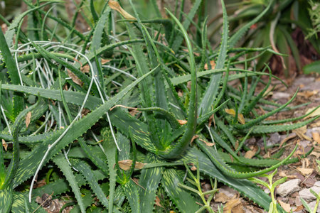 Saint Gallen, Switzerland, November 14, 2023 Aloe Dyeri plant at the botanical gardenの写真素材