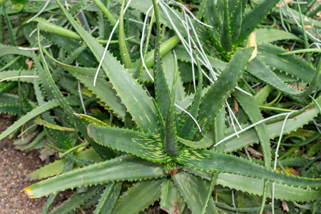 Saint Gallen, Switzerland, November 14, 2023 Aloe Dyeri plant at the botanical gardenの写真素材