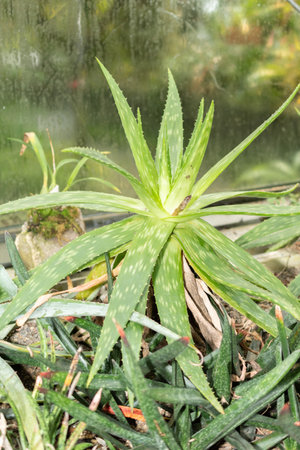 Saint Gallen, Switzerland, November 14, 2023 Aloe Graminicola plant at the botanical gardenの写真素材