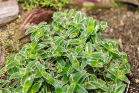 Saint Gallen, Switzerland, November 14, 2023 Cyanotis Somaliensis or pussy ears plant at the botanical gardenの写真素材