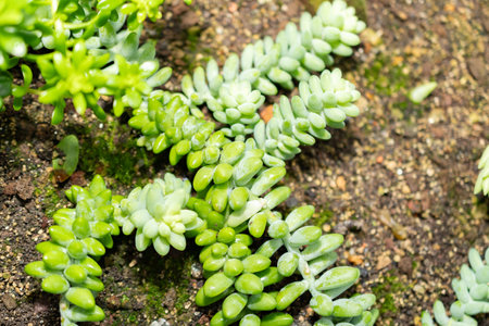 Saint Gallen, Switzerland, November 14, 2023 Sedum Burrito plant at the botanical gardenの写真素材