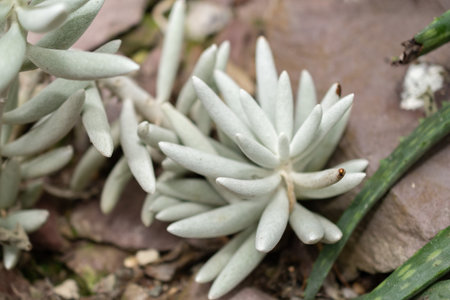 Saint Gallen, Switzerland, November 14, 2023 Senecio Haworthii or woolly senecio plant at the botanical gardenの写真素材