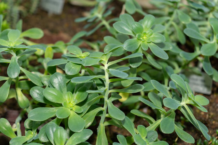 Saint Gallen, Switzerland, November 14, 2023 Sedum Palmeri plant at the botanical gardenの写真素材