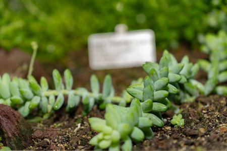 Saint Gallen, Switzerland, November 14, 2023 Sedum Burrito plant at the botanical gardenの写真素材