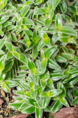 Saint Gallen, Switzerland, November 14, 2023 Cyanotis Somaliensis or pussy ears plant at the botanical gardenの写真素材