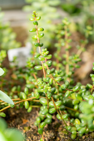 Saint Gallen, Switzerland, November 14, 2023 Sedum Stahlii plant at the botanical gardenの写真素材