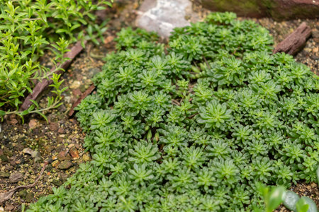 Saint Gallen, Switzerland, November 14, 2023 Monanthes Muralis plant at the botanical garden