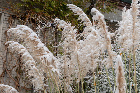 Saint Gallen, Switzerland, November 28, 2023 Plants covered with fresh fallen snow at the botanical gardenの写真素材