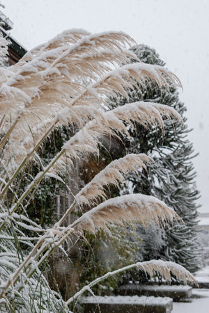 Saint Gallen, Switzerland, November 28, 2023 Plants covered with fresh fallen snow at the botanical gardenの写真素材