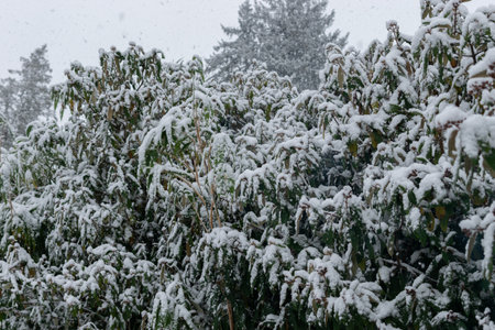 Saint Gallen, Switzerland, November 28, 2023 Plants covered with fresh fallen snow at the botanical gardenの写真素材