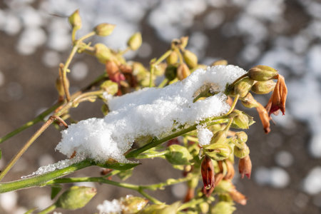 Saint Gallen, Switzerland, November 29, 2023 Fresh fallen snow on plantations at the botanical gardenの写真素材