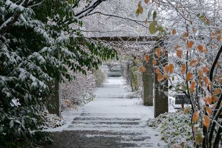 Saint Gallen, Switzerland, November 28, 2023 Winter mood at the botanical garden during a snow showerの写真素材