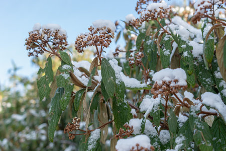 Saint Gallen, Switzerland, November 29, 2023 Fresh fallen snow on plantations at the botanical gardenの写真素材