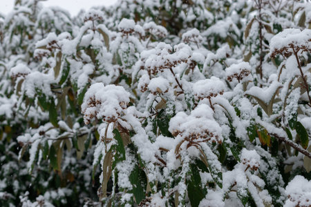 Saint Gallen, Switzerland, November 28, 2023 Plants covered with fresh fallen snow at the botanical gardenの写真素材