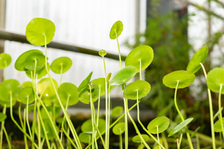 Saint Gallen, Switzerland, November 28, 2023 Hydrocotyle Bonariensis or largeleaf pennywort plant at the botanical gardenの写真素材