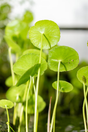 Saint Gallen, Switzerland, November 28, 2023 Hydrocotyle Bonariensis or largeleaf pennywort plant at the botanical gardenの写真素材