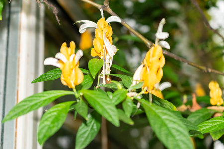 Saint Gallen, Switzerland, November 28, 2023 Pachystachys Lutea or golden shrimp plant at the botanical gardenの写真素材