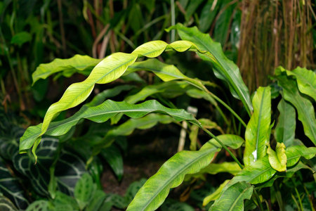 Saint Gallen, Switzerland, November 28, 2023 Heliconia Angusta plant at the botanical garden