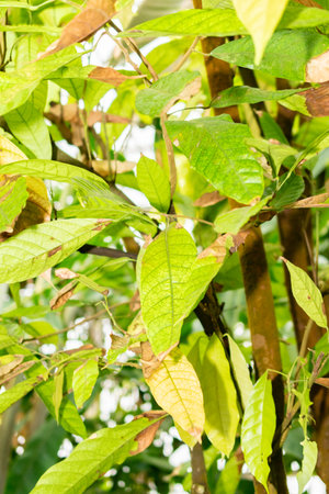 Saint Gallen, Switzerland, November 28, 2023 Theobroma Cacao or cacao tree at the botanical gardenの写真素材