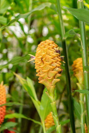 Saint Gallen, Switzerland, November 28, 2023 Zingiber Spectabile plant at the botanical garden