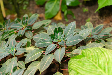 Saint Gallen, Switzerland, November 28, 2023 Impatiens Morsei plant at the botanical garden