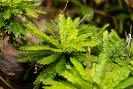 Saint Gallen, Switzerland, November 28, 2023 Biophytum Sensitivum or little tree plant at the botanical gardenの写真素材