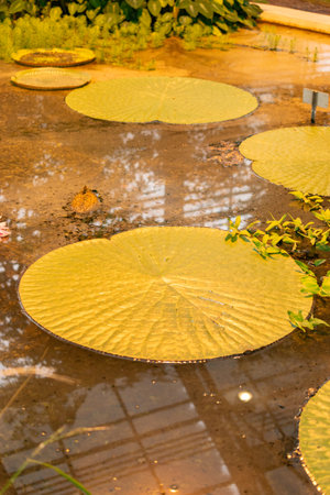 Saint Gallen, Switzerland, November 28, 2023 Victoria Cruziana or santa cruz water lily plant at the botanical gardenの写真素材