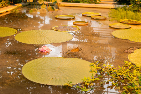 Saint Gallen, Switzerland, November 28, 2023 Victoria Cruziana or santa cruz water lily plant at the...