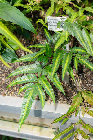 Saint Gallen, Switzerland, November 29, 2023 Arachniodes Simplicolor or east indian holly fern at...
