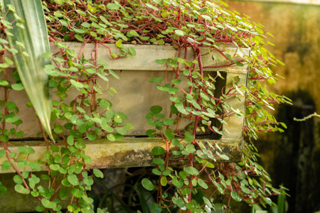 Saint Gallen, Switzerland, November 29, 2023 Impatiens Repens or ceylon balsam plant at the botanical gardenの写真素材