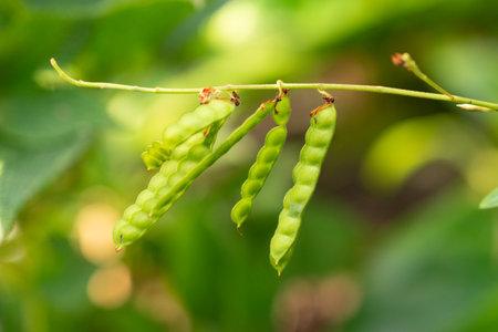 Saint Gallen, Switzerland, November 29, 2023 Desmodium Motorium or telegraph plant at the botanical...