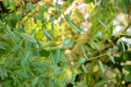 Saint Gallen, Switzerland, November 29, 2023 Desmodium Motorium or telegraph plant at the botanical...