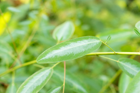 Saint Gallen, Switzerland, November 29, 2023 Desmodium Motorium or telegraph plant at the botanical gardenの写真素材