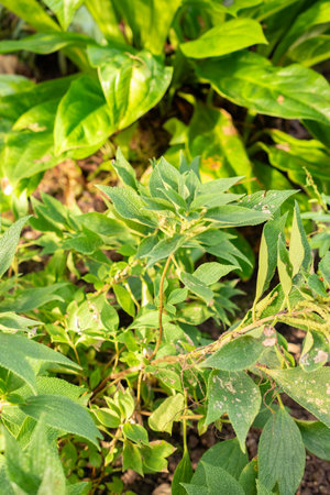 Saint Gallen, Switzerland, November 29, 2023 Boehmeria Bilboa plant at the botanical garden