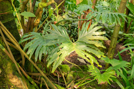 Saint Gallen, Switzerland, November 29, 2023 Philodendron Bipinnatifidum or split leaf philodendron plant at the botanical gardenの写真素材