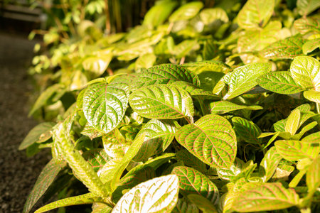 Saint Gallen, Switzerland, November 29, 2023 Fittonia Gigantea plant at the botanical gardenの写真素材