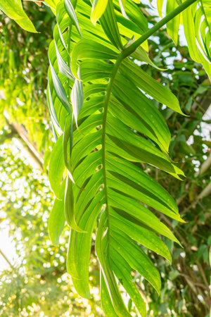 Saint Gallen, Switzerland, November 29, 2023 Rhaphidophora Celatocaulis plant at the botanical...