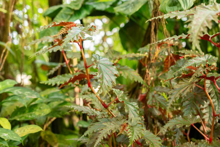Saint Gallen, Switzerland, November 29, 2023 Begonia Serratipetala plant at the botanical garden
