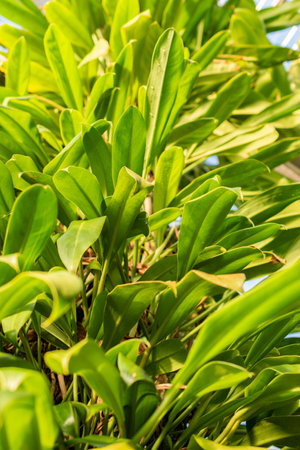 Saint Gallen, Switzerland, November 29, 2023 Philodendron Thaliaefolium plant at the botanical gardenの写真素材