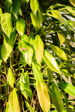 Saint Gallen, Switzerland, November 29, 2023 Philodendron Thaliaefolium plant at the botanical gardenの写真素材