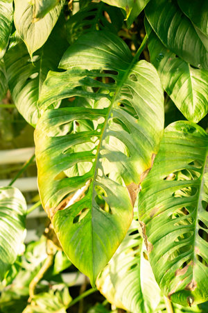 Saint Gallen, Switzerland, November 29, 2023 Monstera Friedrichsthalii plant at the botanical garden