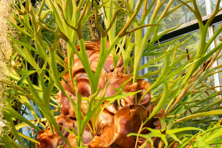 Saint Gallen, Switzerland, November 29, 2023 Platycerium Vassei plant at the botanical garden