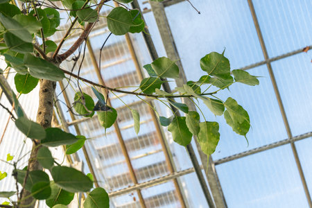 Saint Gallen, Switzerland, December 7, 2023 Ficus Religiosa or sacred fig plant at the botanical gardenの写真素材