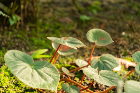 Saint Gallen, Switzerland, December 7, 2023 Begonia Acetosa plant at the botanical gardenの写真素材