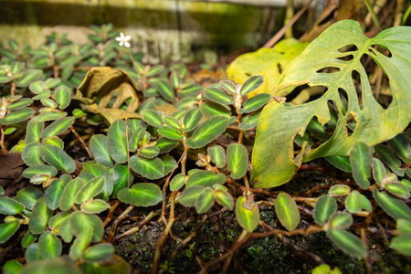 Saint Gallen, Switzerland, December 7, 2023 Begonia Thelmae plant at the botanical gardenの写真素材