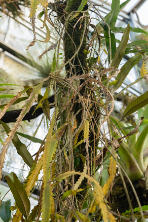 Saint Gallen, Switzerland, December 7, 2023 Lepismium Houlletianum plant at the botanical garden