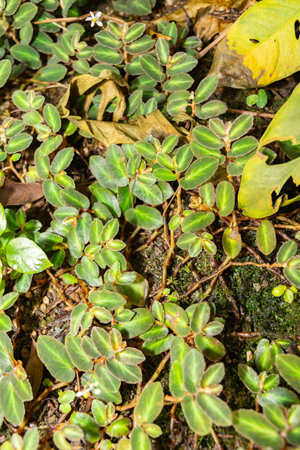 Saint Gallen, Switzerland, December 7, 2023 Begonia Thelmae plant at the botanical garden