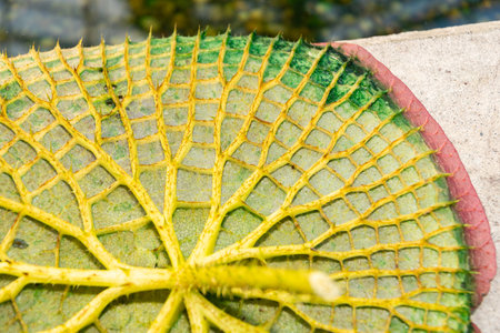Saint Gallen, Switzerland, December 7, 2023 Victoria Cruziana or santa cruz water lily back side at the botanical gardenの写真素材